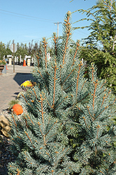 Baby Blue Blue Spruce (Picea pungens 'Baby Blue') in Simcoe, Ontario (ON)  at Eising Garden Centre