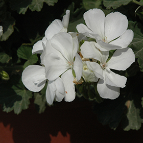 Plant Photo 9